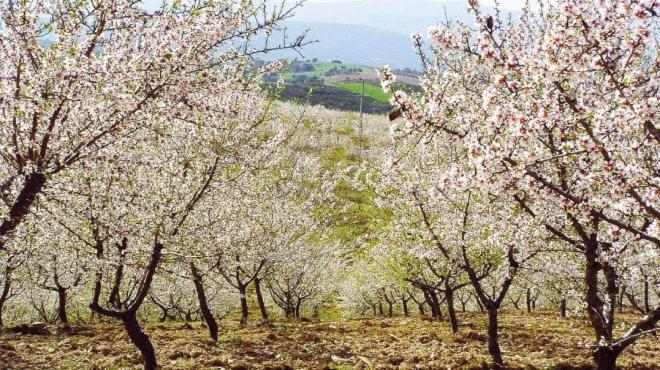 Appartamento Pateo Do Guadiana Brinches Esterno foto
